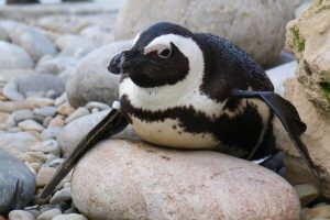 WATCH | Critically endangered, globally recognised: Dyer Island penguin film named ITFFA finalist