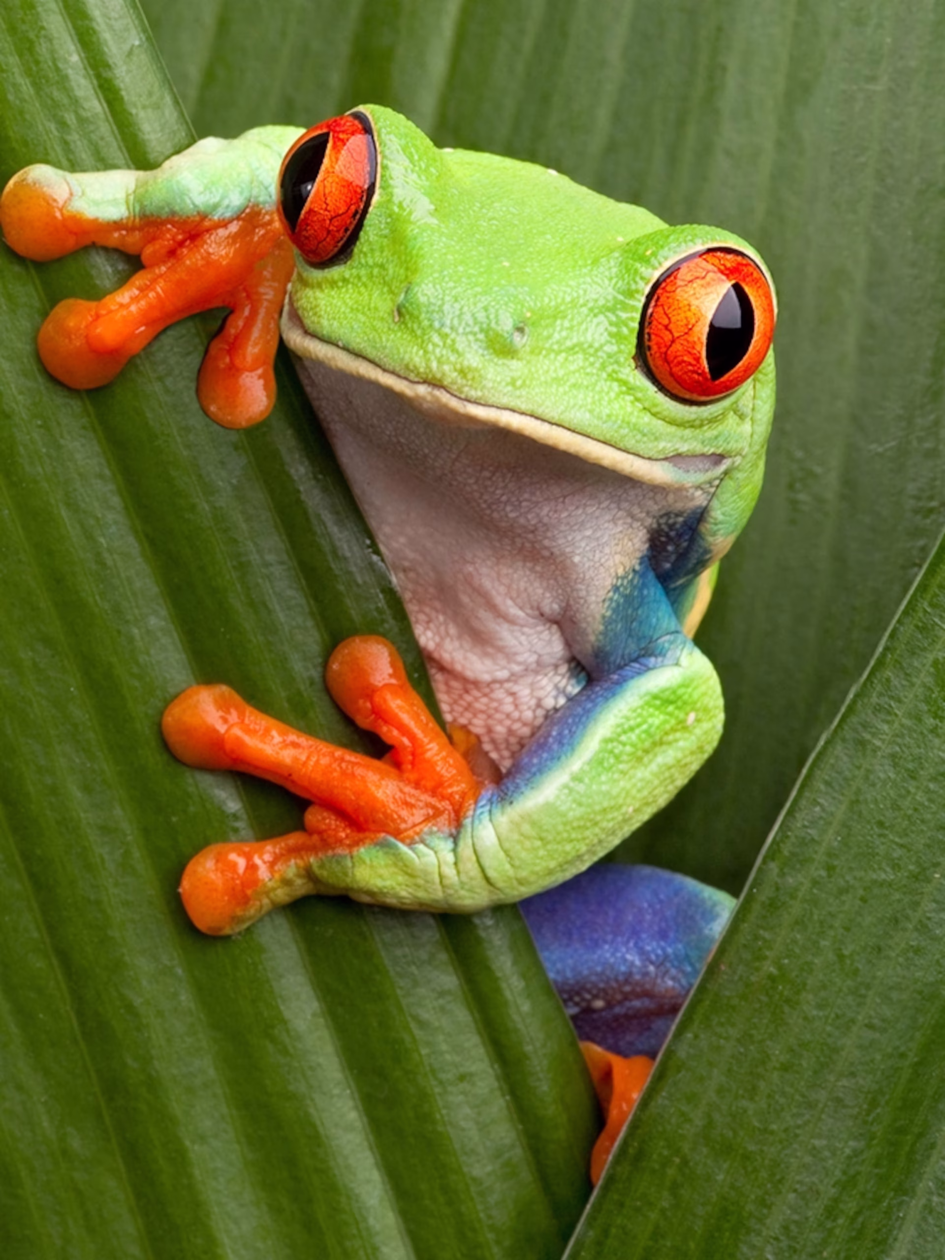 Spanish exotic animal trafficking investigation.