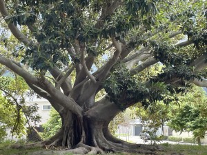 South Africa aims to plant 10 million trees in a single day on Heritage Day