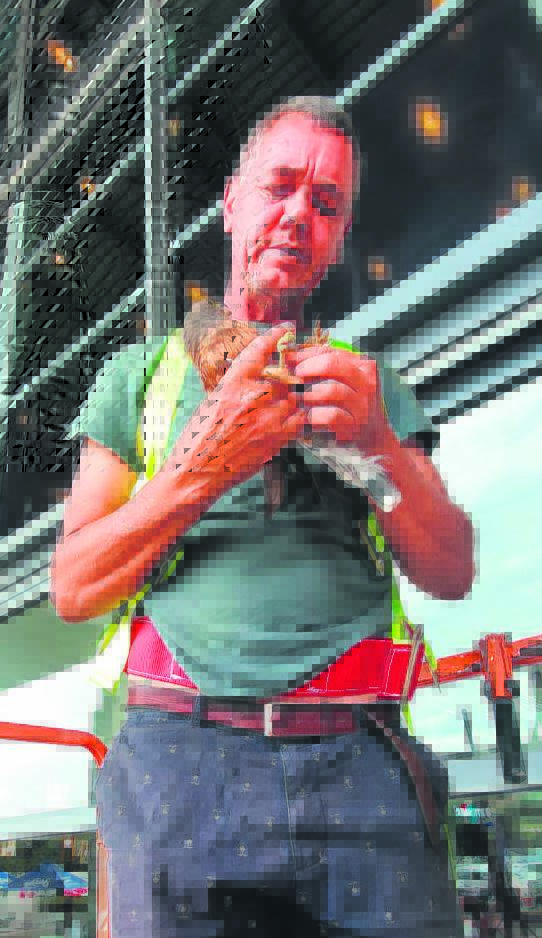 Jacques Nel with a Rock Kestrel he saved.