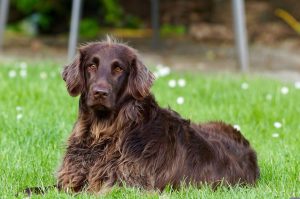 Dedicated SPCA staff reach animals despite road closure