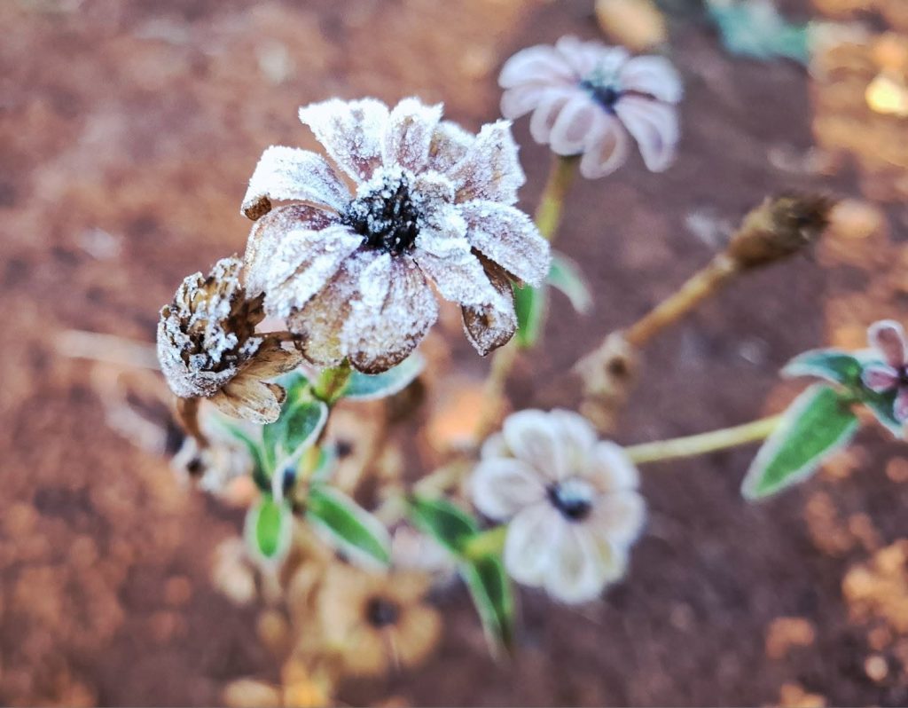 Charlene Rabie het gevriesde blomme in Fichardtpark afgeneem. 