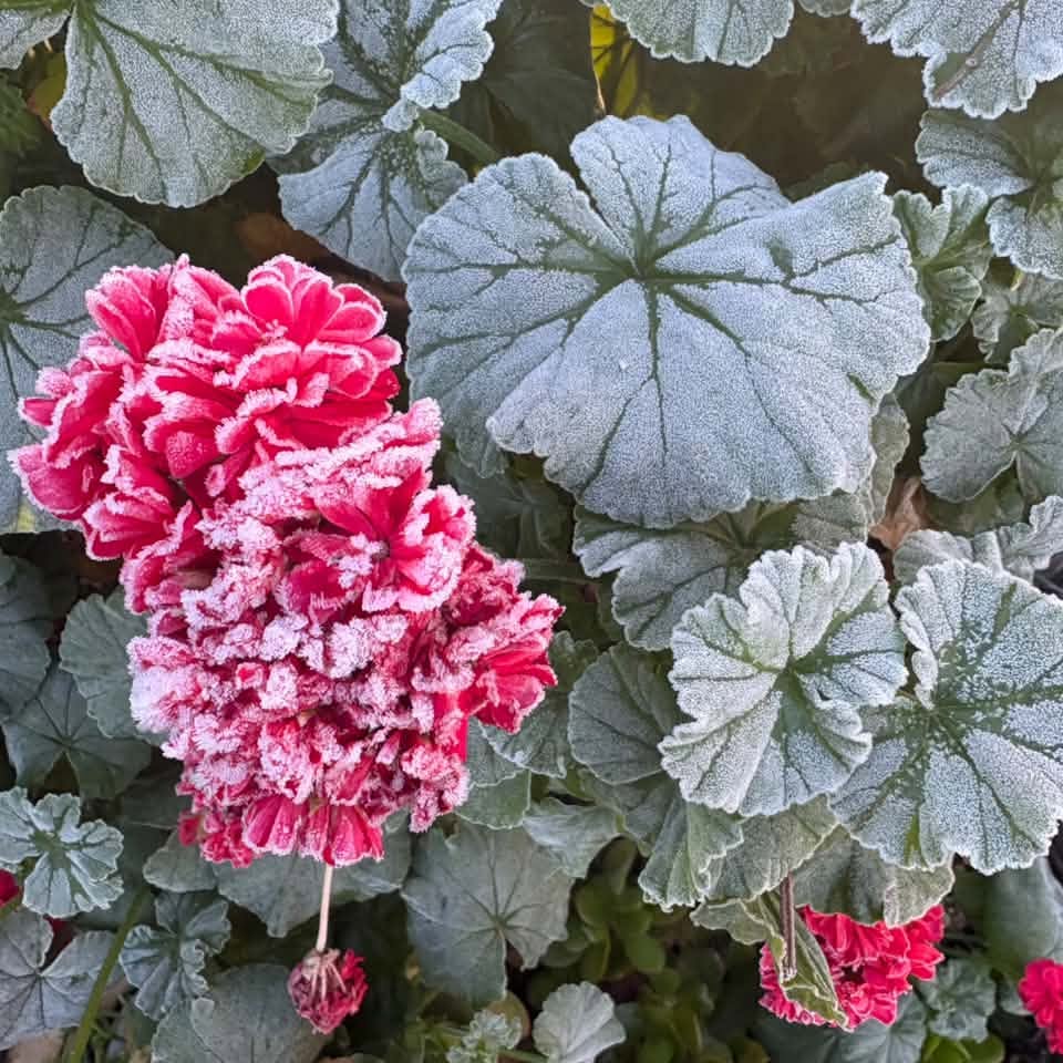 Linda Strydom het die malvas in haar tuin in Bloemfontein afgeneem. 