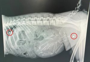Pregnant baboon reportedly shot with pellet gun in Imhoff’s Gift euthanised