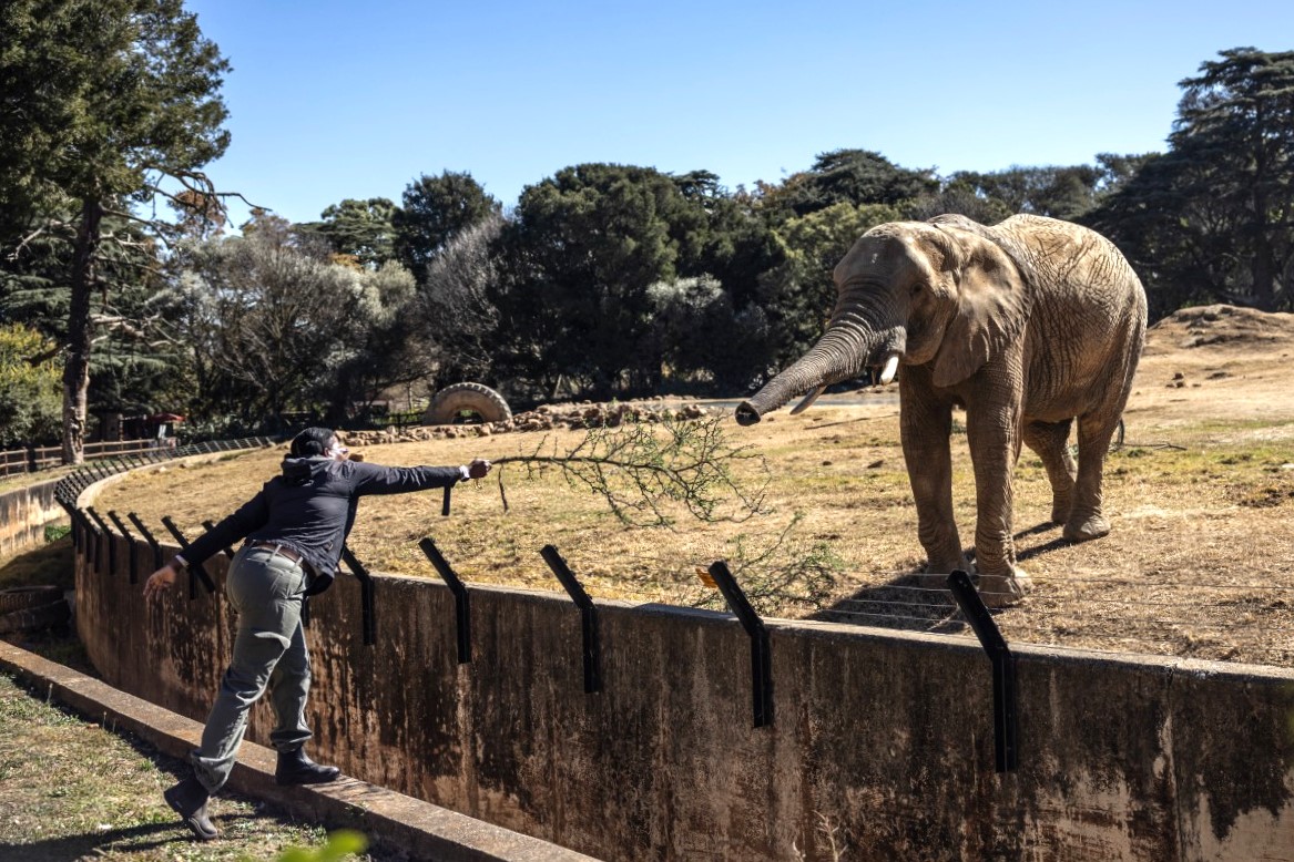 Ramadiba, one the three elephants at the Johannesburg Zoo.