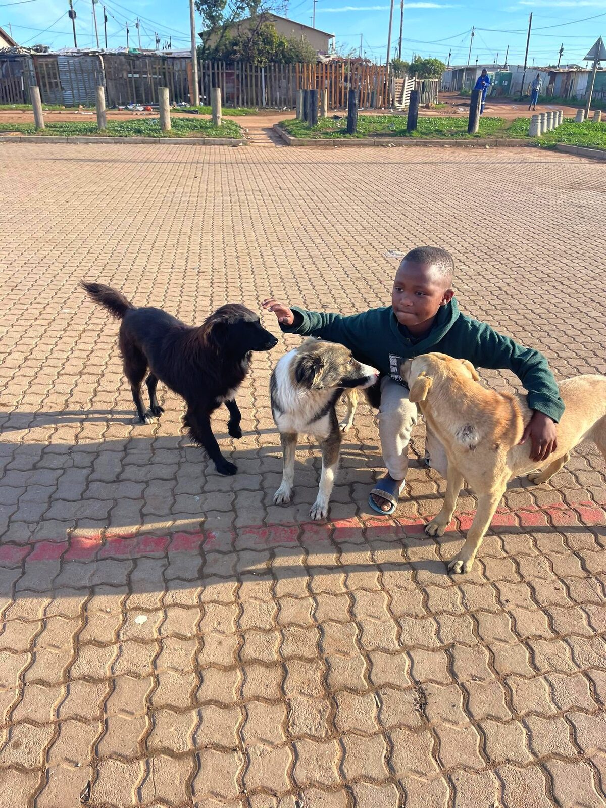 Boy cares for dogs left behind after owner fled to Zimbabwe