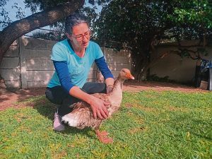 Rehabilitasie-fasiliteit vir voëls in Kaap soek nuwe heenkome