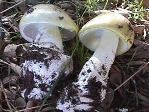 One bite can kill: deadly mushrooms turning up in local gardens and parks
