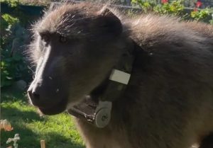 Animal activists raise alarm over GPS collaring of Da Gama baboon troop