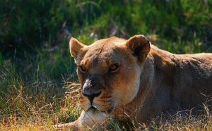 Lion park challenges CapeNature after nearly three decades of approved operations