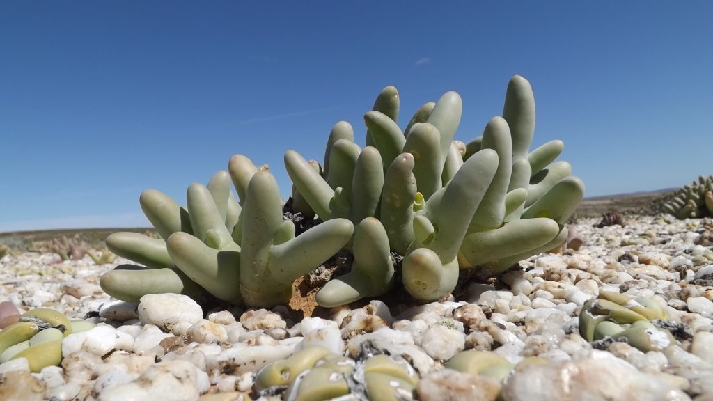 Rare succulent specie.