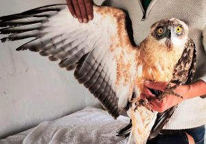 Owl Orphange in West Coast closing doors after 8 years