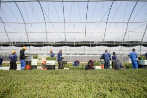Amazon backs major Eastern Cape spekboom restoration project expected to create 11,000 jobs
