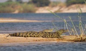 Ten Ethiopians presumed drowned crossing into Botswana