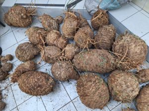 One arrested, two flee as SAPS seize R1.5 million protected cycads near Kariega