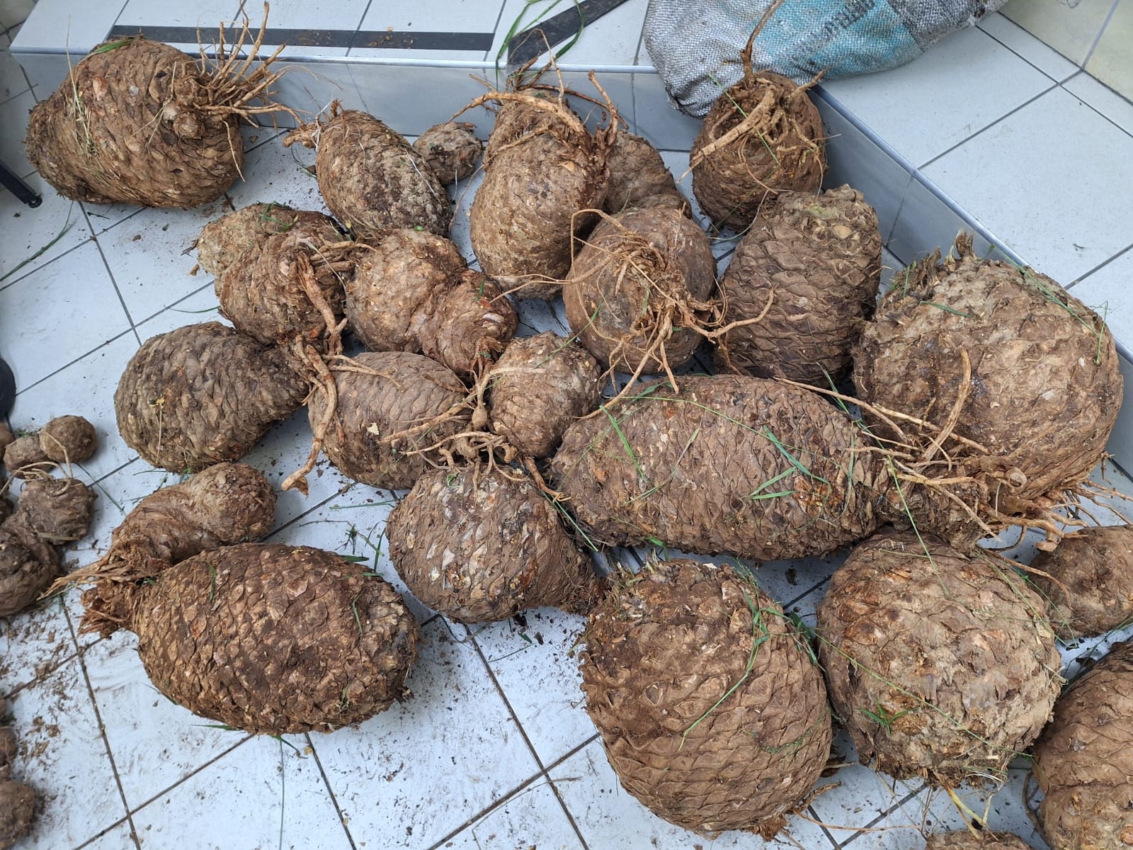 R1.5 million worth of cycads seized in Kariega operation.