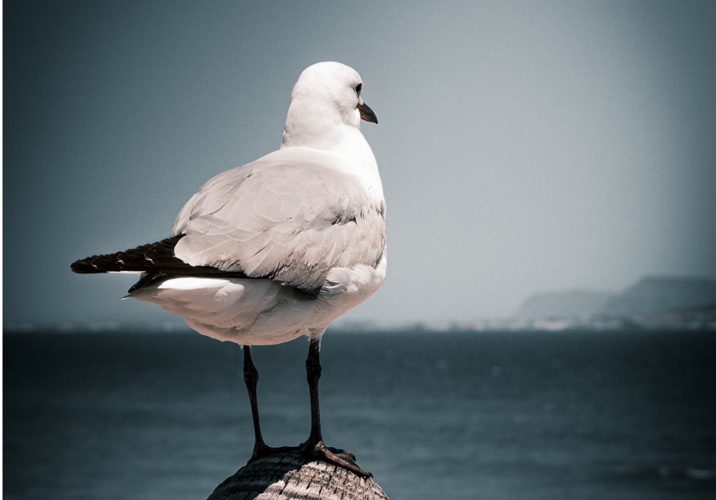 seagull bird flu