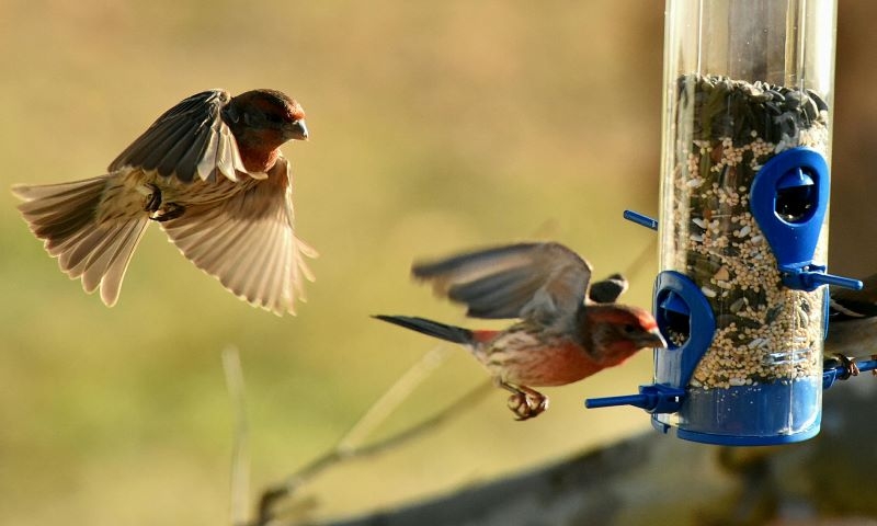 Common sense has flown the coop in bird feeder furore