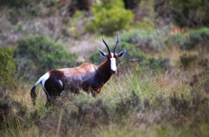 WATCH | Bontebok National Park to reopen after May floods