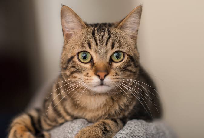 Brutal cat killer wanted.