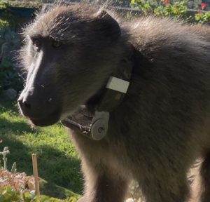 Baboon sanctuary plans face opposition from SPCA
