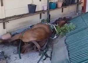 SPCA seizes injured horse after boys lose control of cart