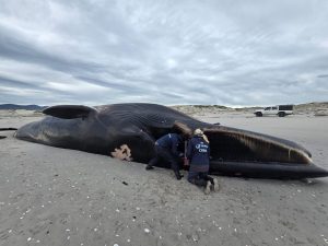 UPDATE: No cause of death for marine giant found at Die Plaat, but research ongoing