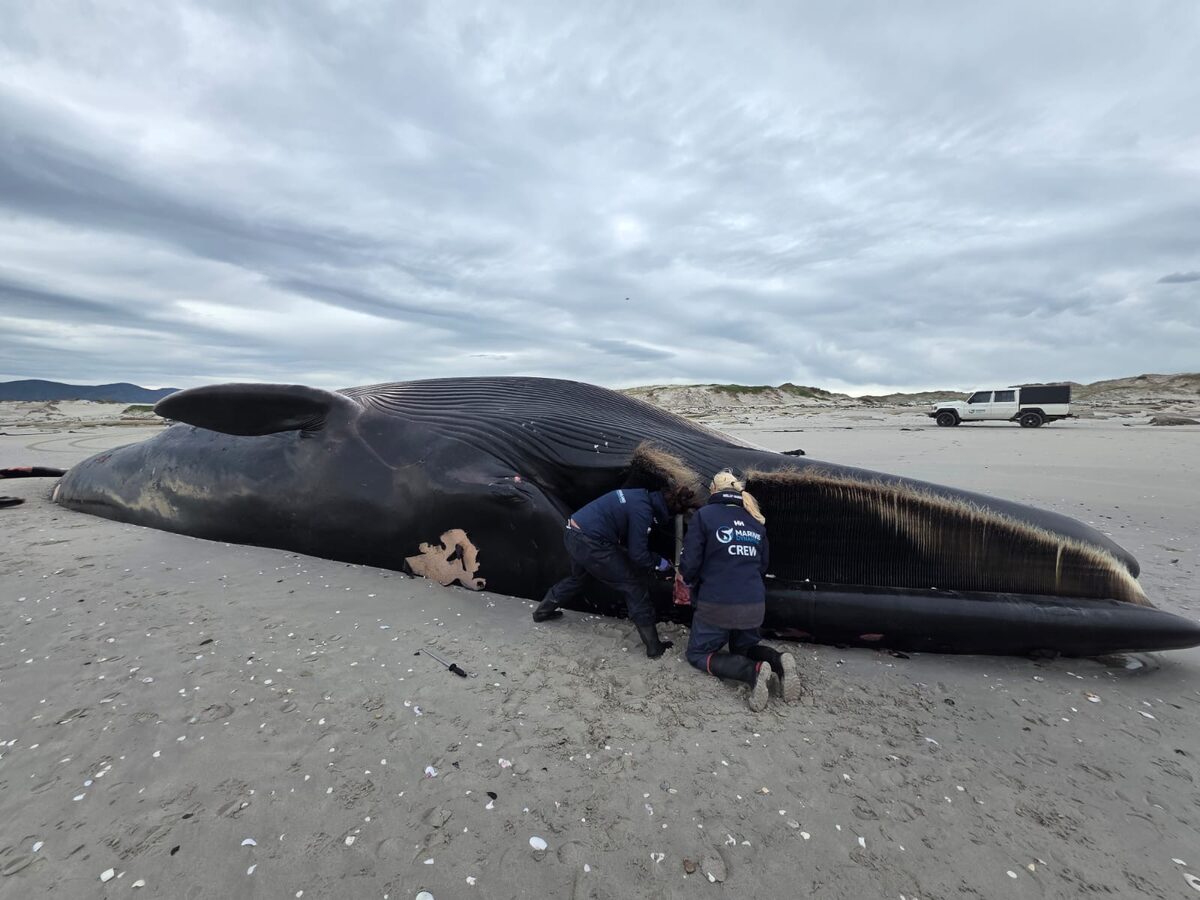 Scientists investigating the death of the rare 23m fin whale that washed ashore at Die Plaat near Gansbaai have ruled out any obvious signs of a cause of death.