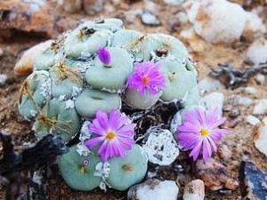 Succulent poaching crisis threatens Western Cape biodiversity