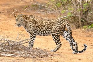 SPOTTED: Camera trap captures rare glimpse of Walker Bay leopard