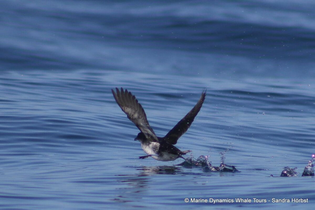 With elegance on tiny wings, a remarkable seabird surprises the southern Africa