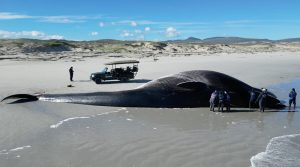 23-Metre giant of the sea found dead on Gansbaai beach in extraordinary stranding