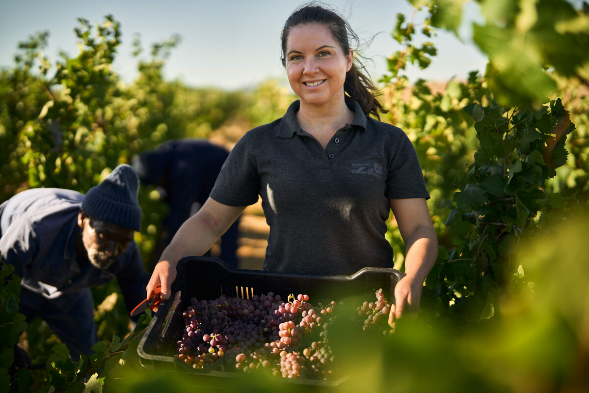 Swartland winery establishes world’s first certified Sémillon Gris vineyard