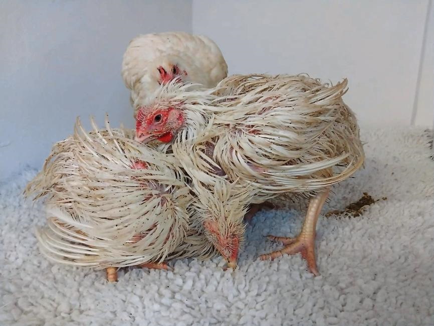 Coalition urges agriculture department to include caged hens in new standards