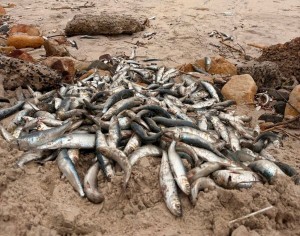 Cape Town set to tackle mass sardine clean-up along its coastline