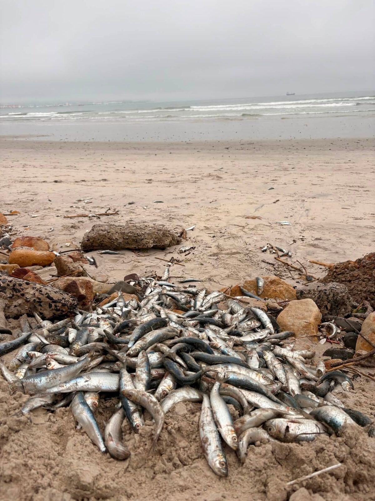Sardine die-off not linked to Milnerton Lagoon, claims City