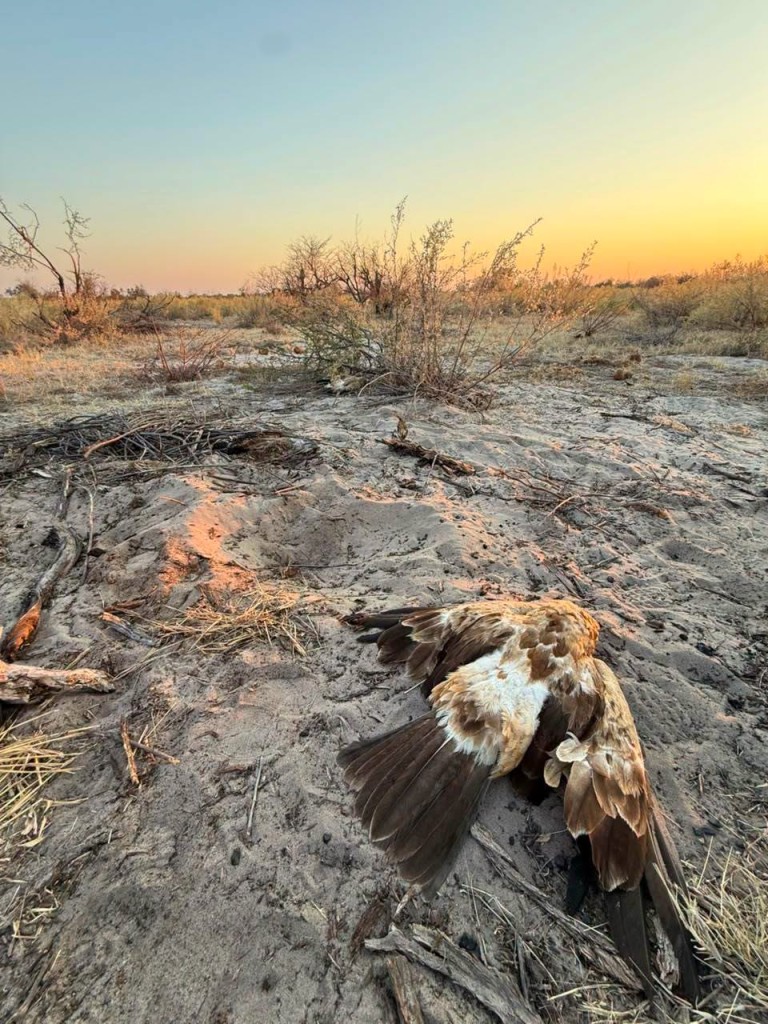 Poisoned African wild dogs in Botswana