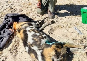 Pack of 20 endangered African wild dogs poisoned near Okavango Delta