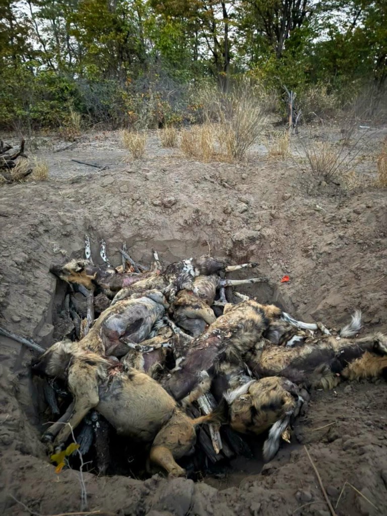 Poisoned African wild dogs in Botswana