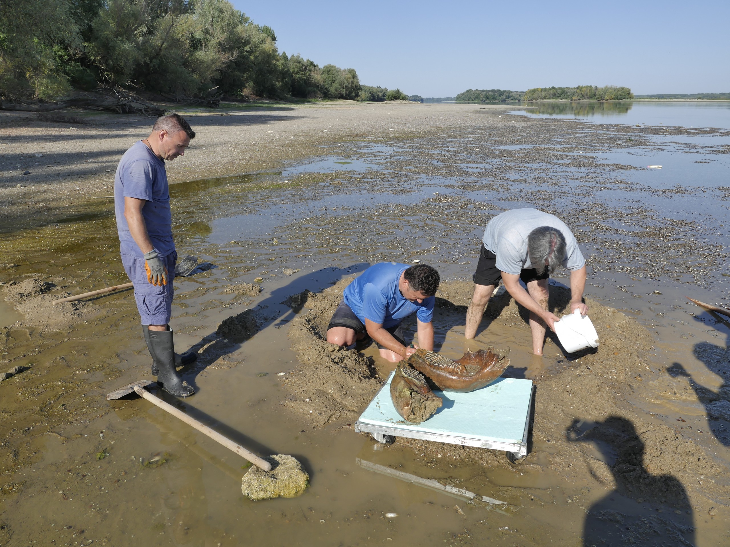 European drought exposes mammoth bones as major rivers hit record lows