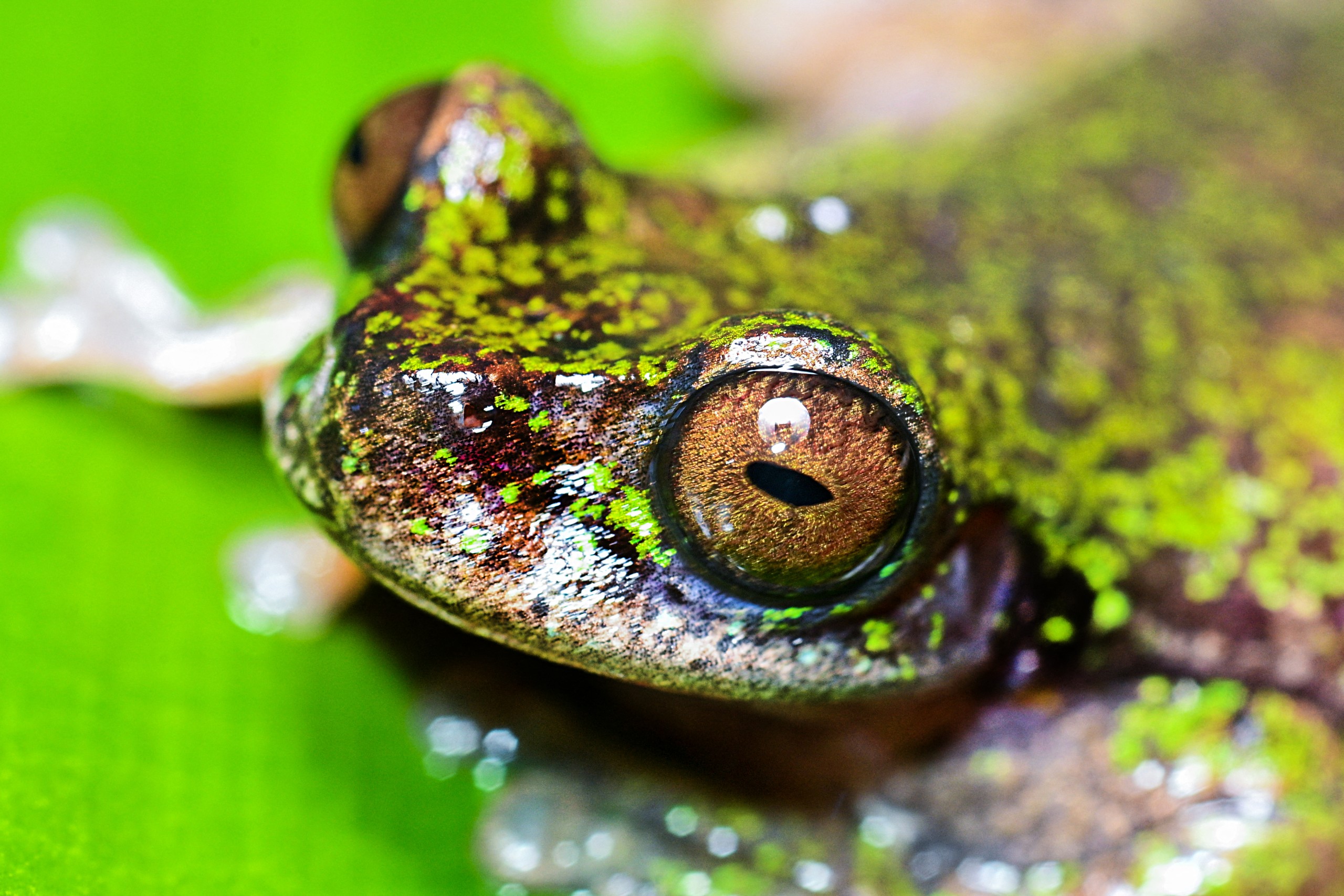 View of a "Rana de las nacientes" (Isthmohyla nacientes), a newly discovered frog species, in San Jose, Costa Rica, on August 6, 2026. (Photo by Ezequiel BECERRA / AFP)