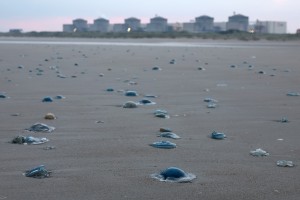 Jellyfish swarm forces shutdown of three reactors at French nuclear plant