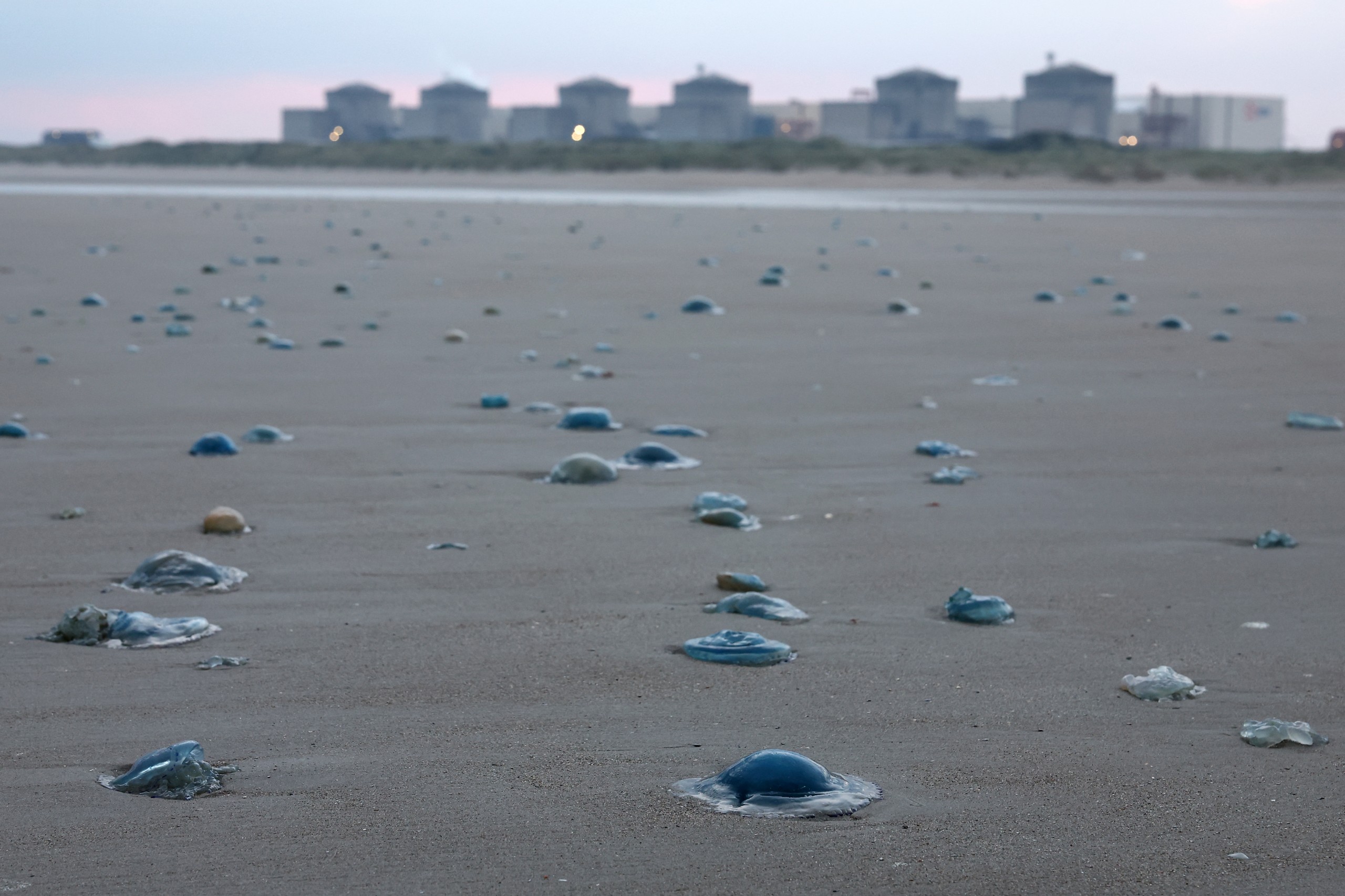Jellyfish swarms have increasingly disrupted nuclear power plants.