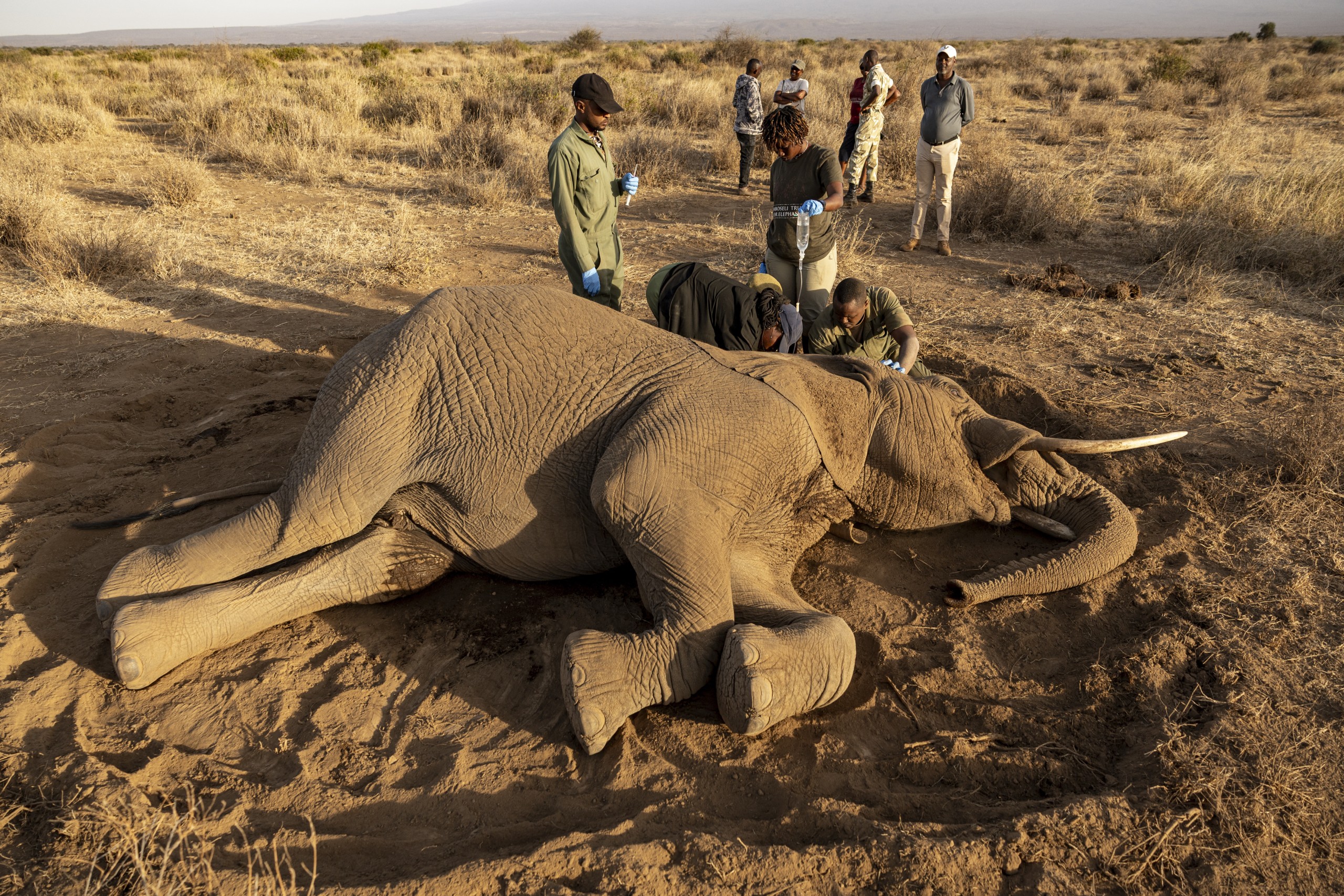 An elephant lies on the ground in Amboseli, Kenya, showing symptoms of the mysterious ailment affecting the region's pachyderm population.