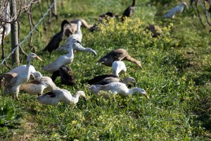 Winged workers: How a flock of ducks became farm’s pest control squad