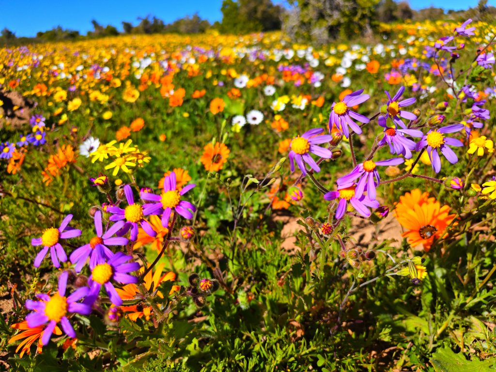Flowers in bloom in the West Coast National Park. PHOTO: Jacobus Germishuys