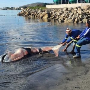 KYK | Seldsame haai spoel uit in Weskus