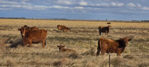 Foot-and-mouth disease cases in Free State rise to 739