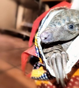 Motswana arrested with live pangolin at Limpopo border
