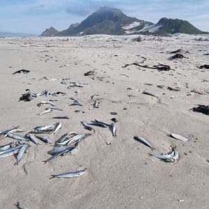 Wydverspreide sardynvrektes steeds onder die loep